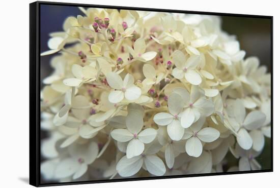 Hydrangea Delight I-Felicity Bradley-Framed Stretched Canvas