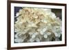 Hydrangea Delight I-Felicity Bradley-Framed Art Print