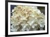 Hydrangea Delight I-Felicity Bradley-Framed Art Print