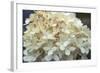Hydrangea Delight I-Felicity Bradley-Framed Art Print