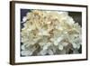 Hydrangea Delight I-Felicity Bradley-Framed Art Print