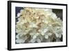 Hydrangea Delight I-Felicity Bradley-Framed Art Print