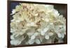 Hydrangea Delight I-Felicity Bradley-Framed Art Print