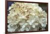 Hydrangea Delight I-Felicity Bradley-Framed Art Print