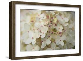 Hydrangea Delight II-Felicity Bradley-Framed Premium Giclee Print