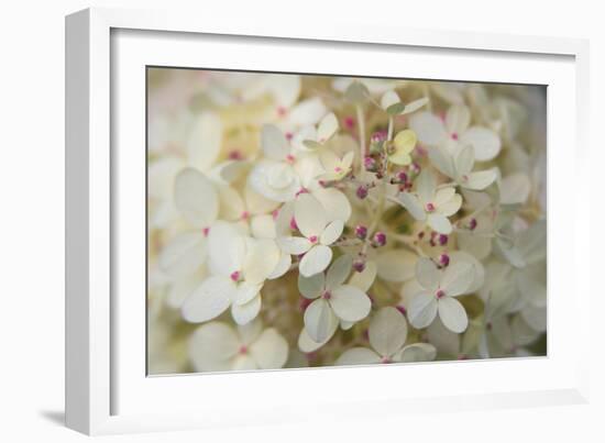 Hydrangea Delight II-Felicity Bradley-Framed Premium Giclee Print