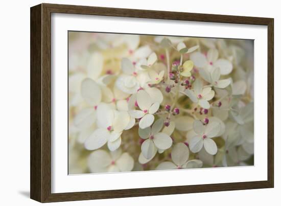 Hydrangea Delight II-Felicity Bradley-Framed Art Print