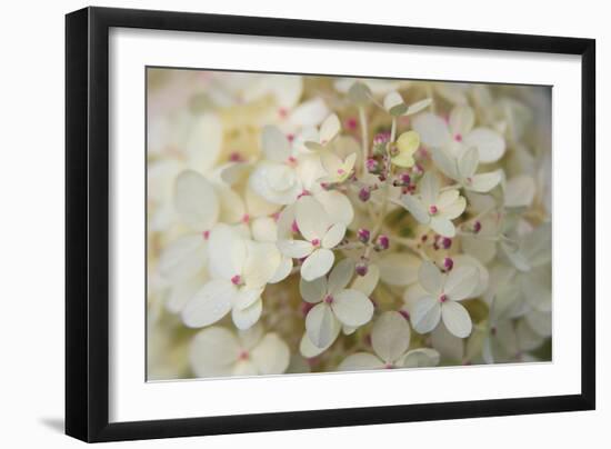 Hydrangea Delight II-Felicity Bradley-Framed Art Print