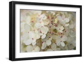 Hydrangea Delight II-Felicity Bradley-Framed Art Print