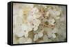 Hydrangea Delight II-Felicity Bradley-Framed Stretched Canvas