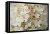 Hydrangea Delight II-Felicity Bradley-Framed Stretched Canvas