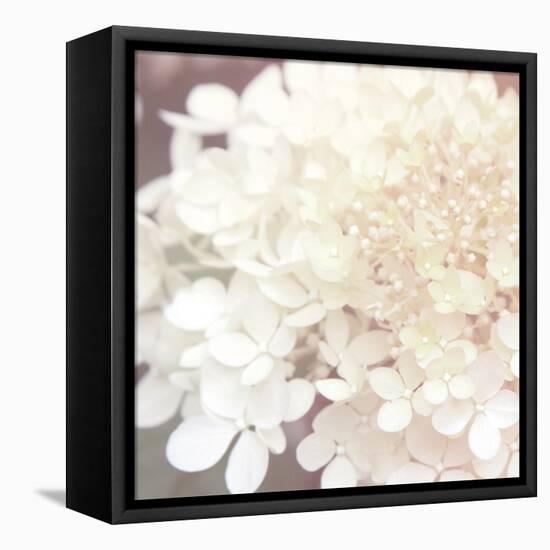 Hydrangea Dream II-Laura Marshall-Framed Stretched Canvas