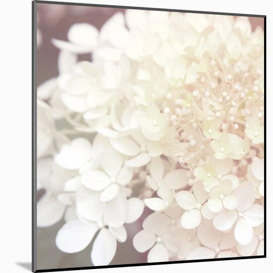 Hydrangea Dream II-Laura Marshall-Mounted Art Print