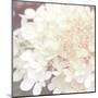 Hydrangea Dream II-Laura Marshall-Mounted Art Print