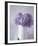 Hydrangea Dream-Bill Philip-Framed Giclee Print