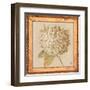 Hydrangea Floret Detail-Lauren Hamilton-Framed Art Print