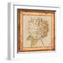 Hydrangea Floret Detail-Lauren Hamilton-Framed Art Print