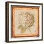 Hydrangea Floret Detail-Lauren Hamilton-Framed Art Print