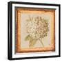 Hydrangea Floret Detail-Lauren Hamilton-Framed Art Print