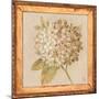 Hydrangea Floret Detail-Lauren Hamilton-Mounted Art Print