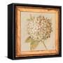Hydrangea Floret Detail-Lauren Hamilton-Framed Stretched Canvas