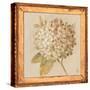 Hydrangea Floret Detail-Lauren Hamilton-Stretched Canvas