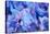 Hydrangea Flower Blooms, Sequim, Washington, USA-Terry Eggers-Stretched Canvas