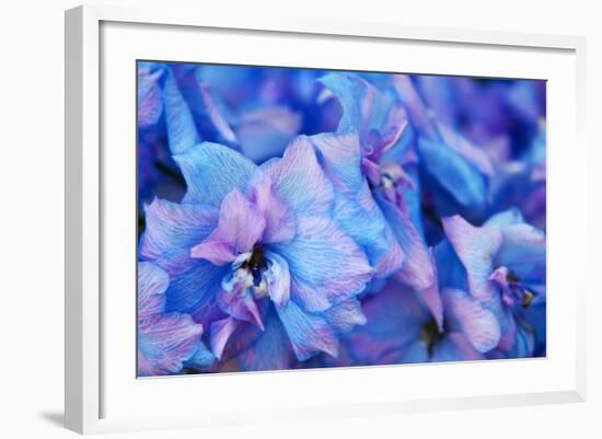 Hydrangea Flower Blooms, Sequim, Washington, USA-Terry Eggers-Framed Photographic Print