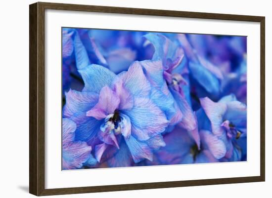 Hydrangea Flower Blooms, Sequim, Washington, USA-Terry Eggers-Framed Photographic Print