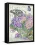 Hydrangea Folio-Julie Paton-Framed Stretched Canvas