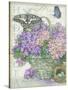 Hydrangea Folio-Julie Paton-Stretched Canvas