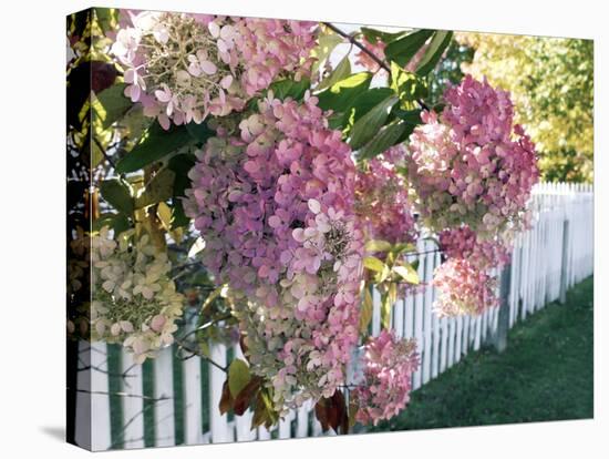 Hydrangea Garden Flowers-Tony Craddock-Stretched Canvas