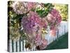 Hydrangea Garden Flowers-Tony Craddock-Stretched Canvas