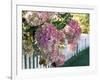 Hydrangea Garden Flowers-Tony Craddock-Framed Photographic Print