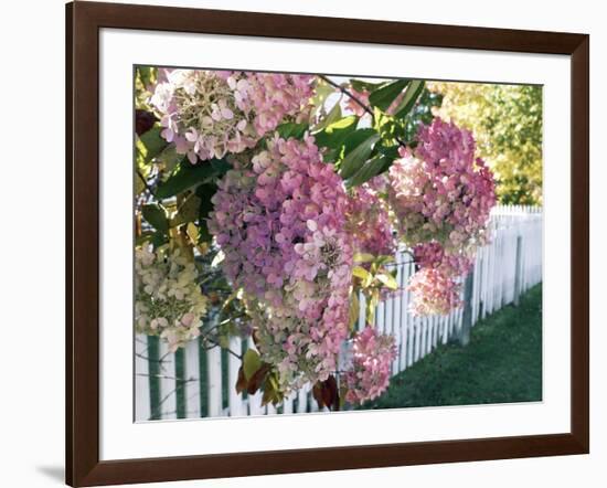 Hydrangea Garden Flowers-Tony Craddock-Framed Photographic Print