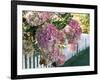 Hydrangea Garden Flowers-Tony Craddock-Framed Photographic Print