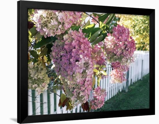 Hydrangea Garden Flowers-Tony Craddock-Framed Photographic Print