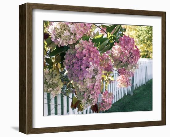 Hydrangea Garden Flowers-Tony Craddock-Framed Photographic Print