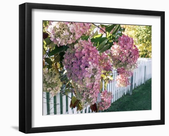 Hydrangea Garden Flowers-Tony Craddock-Framed Photographic Print