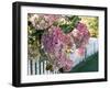 Hydrangea Garden Flowers-Tony Craddock-Framed Photographic Print