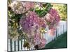 Hydrangea Garden Flowers-Tony Craddock-Mounted Photographic Print