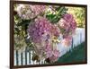 Hydrangea Garden Flowers-Tony Craddock-Framed Photographic Print