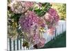 Hydrangea Garden Flowers-Tony Craddock-Mounted Photographic Print