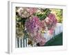 Hydrangea Garden Flowers-Tony Craddock-Framed Photographic Print