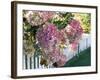 Hydrangea Garden Flowers-Tony Craddock-Framed Photographic Print