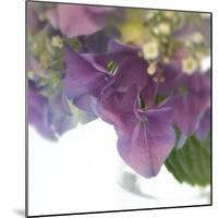 Hydrangea Haze II-Linda Wood-Mounted Giclee Print