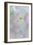 Hydrangea I-Kathy Mahan-Framed Photographic Print