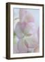 Hydrangea II-Kathy Mahan-Framed Photographic Print