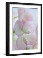 Hydrangea II-Kathy Mahan-Framed Photographic Print