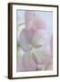 Hydrangea II-Kathy Mahan-Framed Photographic Print